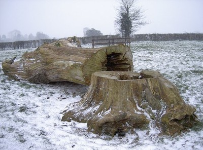 Foto 6x4 Endlich gefallen Stanton Drew Dieser Baum ist Ende des c2018 gekommen