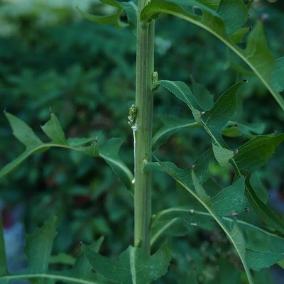 PRE ORDER: 2 oz  HILLBILLY'S WILD LETTUCE TINCTURE /w dropper