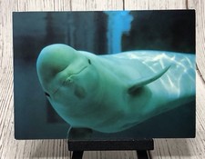 Shedd Aquarium Chicago Illinois IL Beluga Whale Postcard