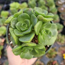 Aeonium 'Lily Pad' Rosette Succulent Plant