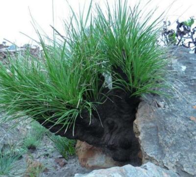 Xerophyta retinervis, Black Stick Lily Rare Cold and Drought Hardy