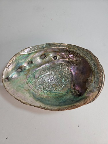 Large Beautiful Natural Iridescent Red ABALONE SHELL 8.5 x6.25 1 Lb 9oz - Picture 1 of 11