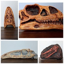 Dinosaur Skull Replicas | Pterosaur | Raptor | Coelophysis | Massospondylus