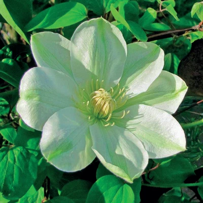 Großblumige Waldrebe 'Guernsey Cream' 2L - Bild 1 von 4
