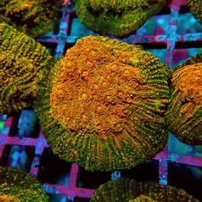 WYSIWYG - WWC Stellaria Chalice