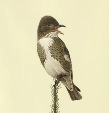 J F Lansdowne Olive-sided Flycatcher. Vintage Print Book Plate 25.