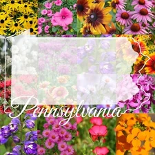 1/2 Pound Pennsylvania Bulk Wildflower Seed Mix (Northeast Species) 1,000 sq-ft