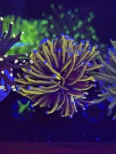 Indo 24k  Torch single WYSIWYG Live coral frag Lps Sps
