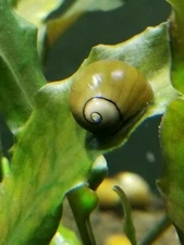10 Live Freshwater Olive Nerite Snails Eats lots of algae great cleaners 