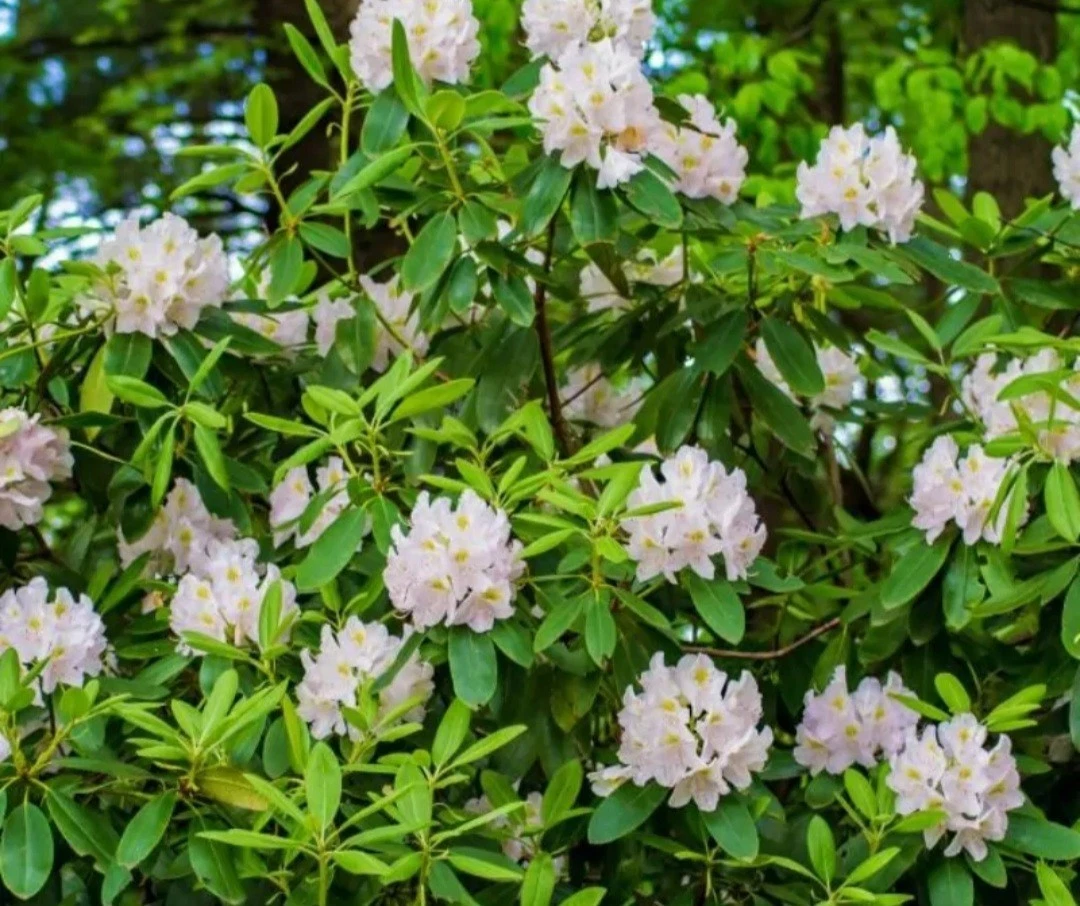 rhododendron products for sale | eBay