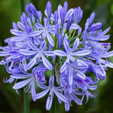 4 x Agapanthus Africanus Bulbs - Attracts Bees and other pollinators