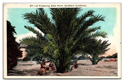 Southern California Producing Date Palm And Harvester Garm