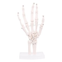 Hand Gelenk Anatomisches Skelett Modell Eurowagens Mensch Medizinische Anatomie