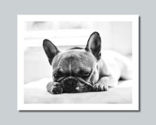 BULLDOG FRANCESE Stampa foto cane 8x10 11x14 16x20 con opzione incorniciata (W1)