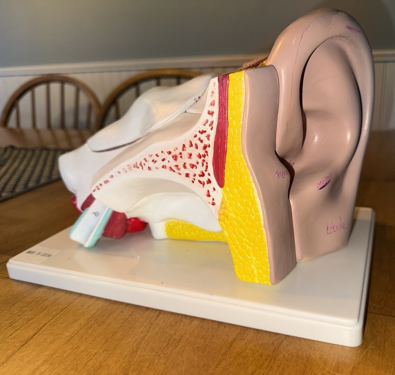 Vintage EAR Educational Model Anatomical Medical Model