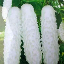50+ WHITE WONDER CUCUMBER SEEDS, ORGANIC NON - GMO, 2025 SEASON