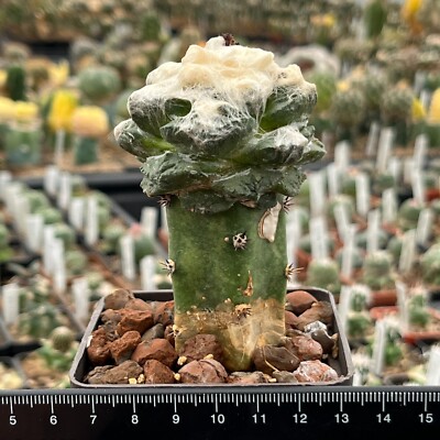 A5-493. Cactus hybr Scaph x Fissuratus (Grafted)