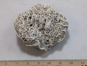 Very Rare FOSSIL CORAL from FLORIDA - Manicina areolata- Giant Rose Coral