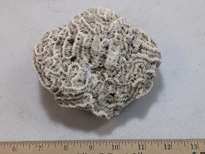 Very Rare FOSSIL CORAL from FLORIDA - Manicina areolata- Giant Rose Coral