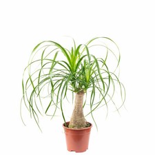 Elefantenfuß 1-Stamm -