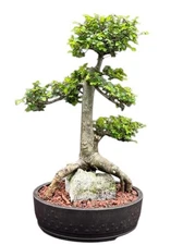 Chinese Elm Bonsai Tree Tiered Branching Root Over Rock Style 19" H Live Decor
