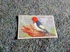 Vintage Loma Linda Food Bird Advertising Cereal Trade Card Red-Headed Woodpecker