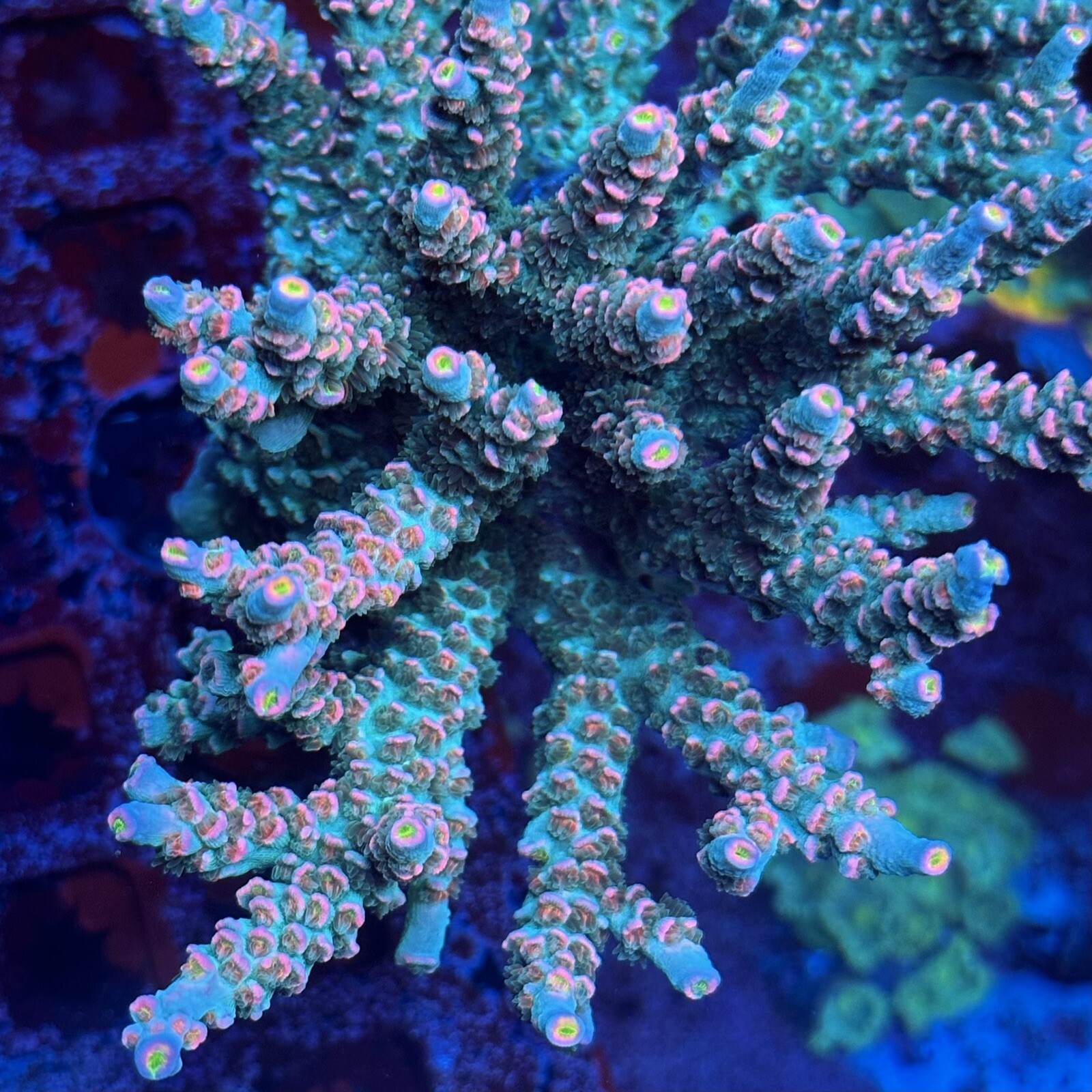 sun-thirstysreef-acropora-coral-trc-turquoise-sunrise-3-4-inch-ebay