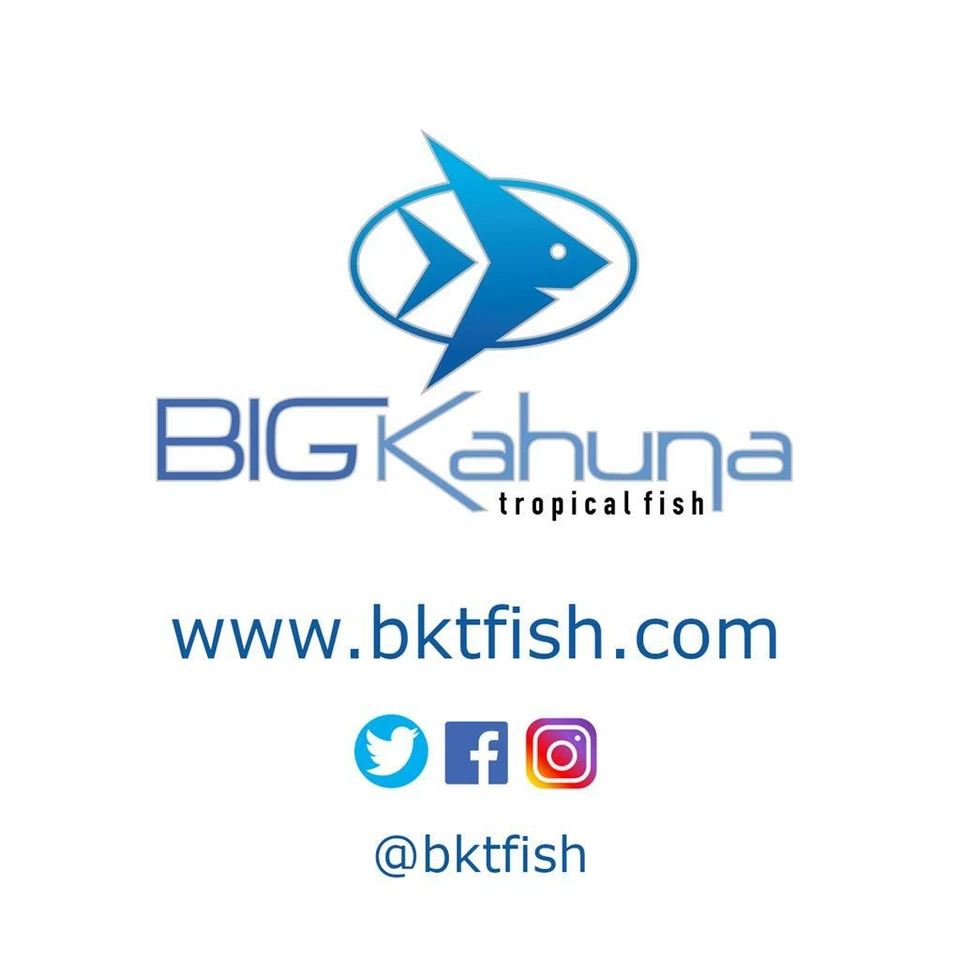 10 lb GFO (óxido férrico granular) - Removedor de fosfato de acuario - ¡Envío gratuito! Foto 3 de 3