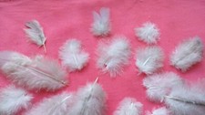 NATURAL FEATHERS x 17  SMALL WHITE + GREY Pigeon UK feathers Tracked delivery