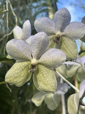 In Spike Vanda Rothschildiana , Tessellated Orchid Light Blue Green