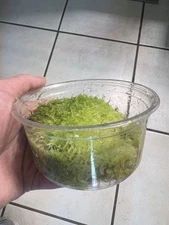 Spaghnum Moss