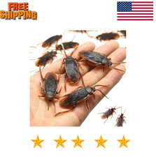 40 Prank Cockroaches Realistic Cock Roach Rubber Fake Creepy Bugs Gag Toy Joke