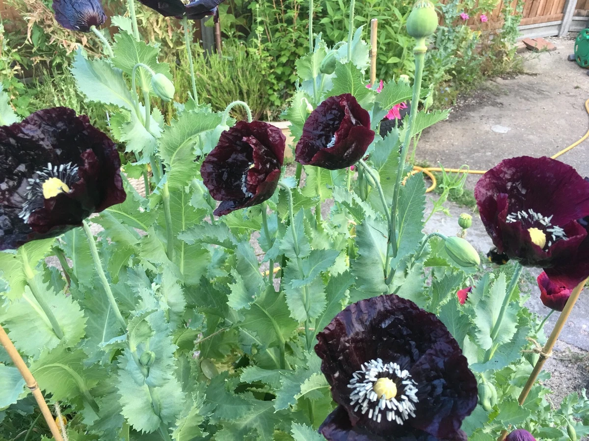 Black Poppy seeds eBay