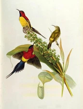 Hand painted Oil painting three birds with flowers nice plants beautiful animals