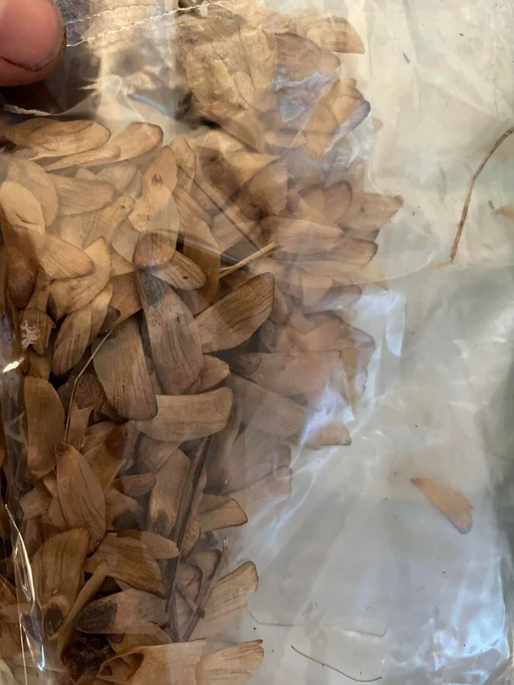 Ponderosa Pine Northern Source Extra Hardy 25Seeds Fresh -Bonsai Landscape - Image 2 of 4