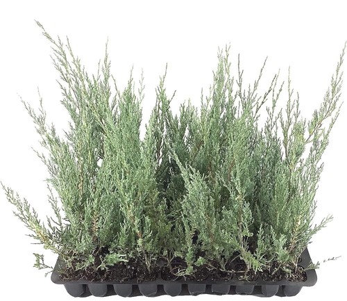 Kriechender Wacholder 20-30cm - Juniperus communis | eBay