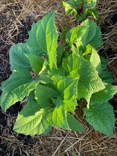 1 Yacon Crowns For Planting Bogachiel