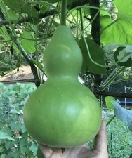 Birdhouse Bottle Gourd Seeds - 22 Count - For 2025 Planting Hard Shelled Bottle