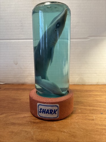 Vintage Real Shark in a Bottle Jar Specimen Taxidermy Table Sculpture Oddity’s