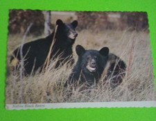 Exploring the Best Hiking Trails in Gatlinburg 16 Postcard Native Black Bears Great Smoky Mountains Gatlinburg TN FREE USA SHIP