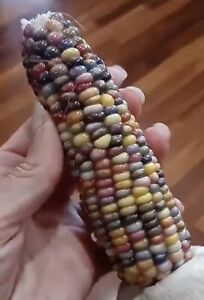 40 organic GLASS GEM Heritage Native Corn seeds; Rainbow-Colore