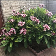 4"Pot Dwarf Singapore Pink Plumeria Frangipani Rooted Starter Plant Read Info