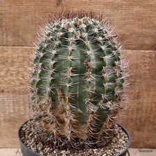 D7788 ACANTHOCALYCIUM SPINIFLORUM pot18-H21-W14 cm MaMa Cactus