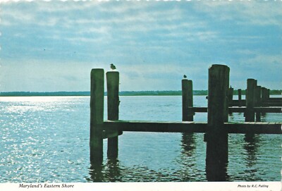 Postcard MD Seagulls Boat Docks Bird Eastern Shore Sun Reflecting on Water 6x4