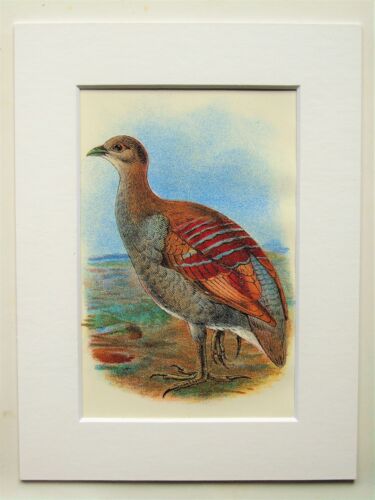 Megapode dipinto - Stampa uccellino stampa a colori antichi vittoriana 1880 montata 35a - Foto 1 di 1