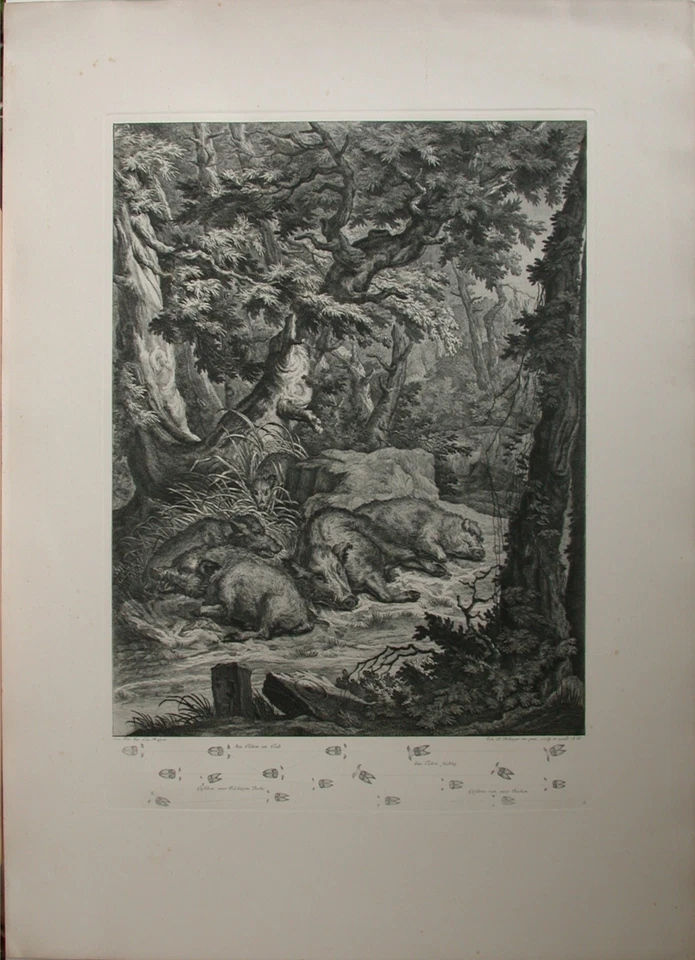 3 Kupferstiche von Johann Elias Ridinger (1698-1767) im repräsentativen Format - Bild 3 von 4