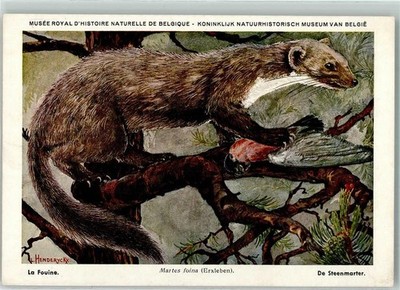 39152127 - Steinmarder Musee Royal Historie Naturell de Belgique Nr. 15 AK Tier