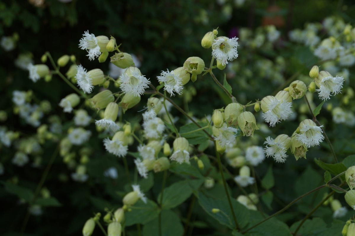 Fringed Campion- Silene fimbriata - 20 Seeds approx - Delightful campion |  eBay UK
