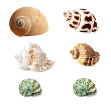 SEAJIAYI 6 PCS Large Medium Hermit Crab Shells Turbo Seashells Large, White