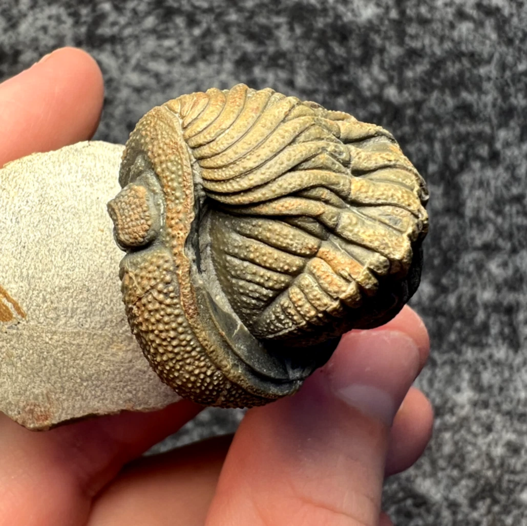三叶虫化石| eBay